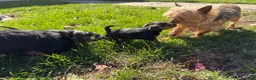 Dorkie dogs for sale: Dorkie 1 - Ad 4