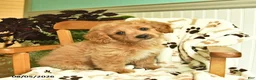 Shihpoo dogs for sale: Mindy  - Ad 3