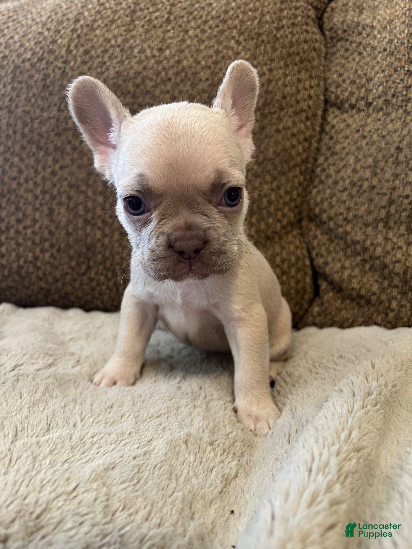 French Bulldog dogs for sale: French Bulldog 6 - Ad 34
