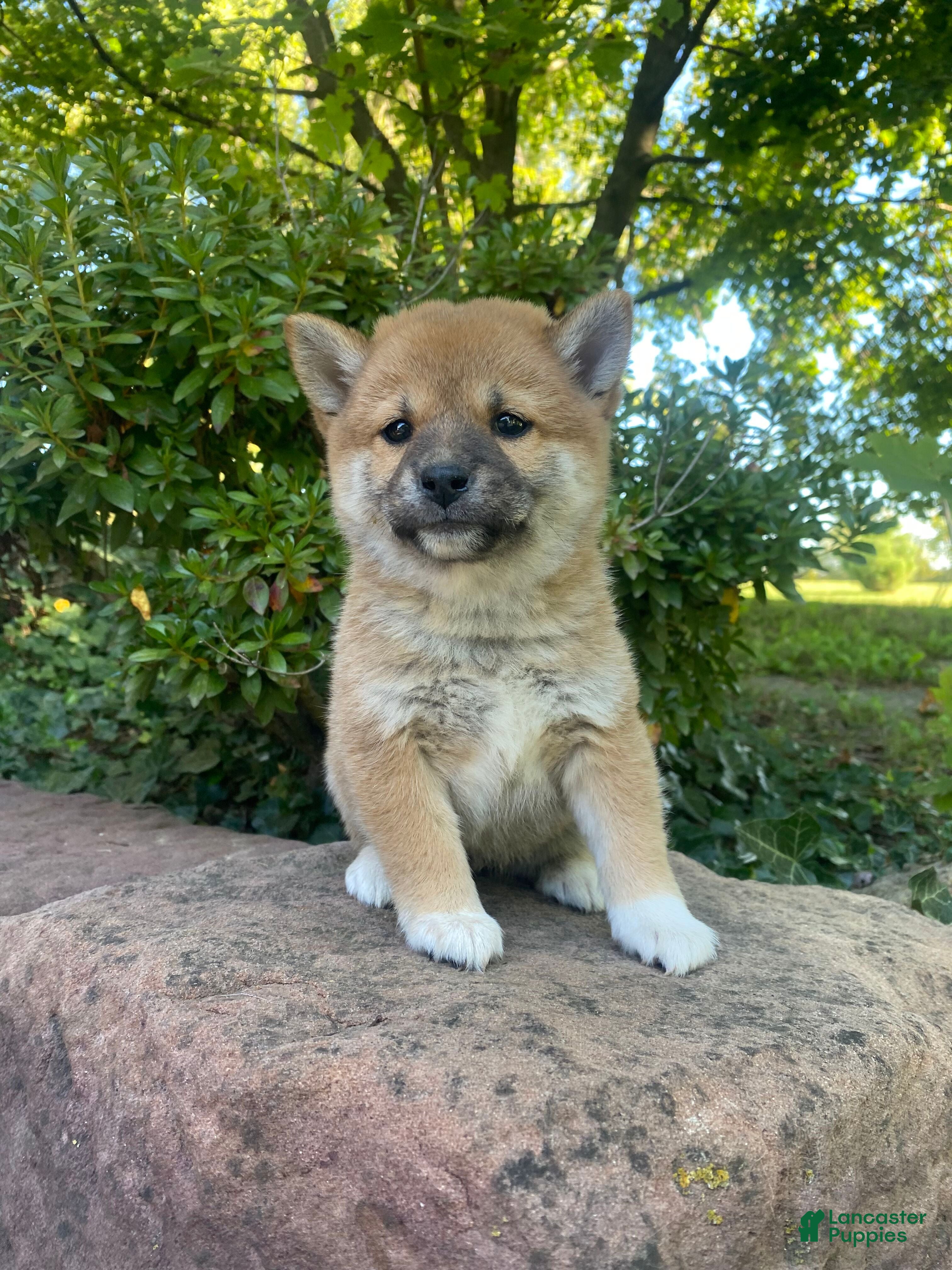 Shiba Inu Most Stubborn Small Dog Breeds Shiba Inu Puppies For - Main Image