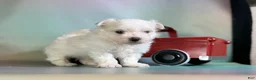 Maltipom dogs for sale: Donut  - Ad 9
