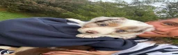 Border Collie dogs for sale: Rado - Ad 17
