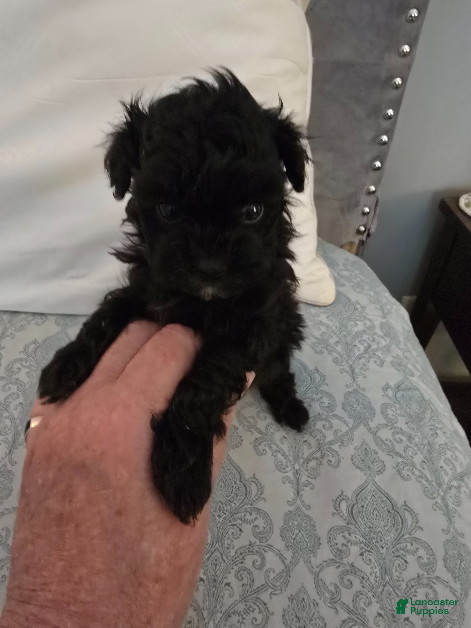 Maltipoo dogs Maltipoo Puppy 2 - Ad 1