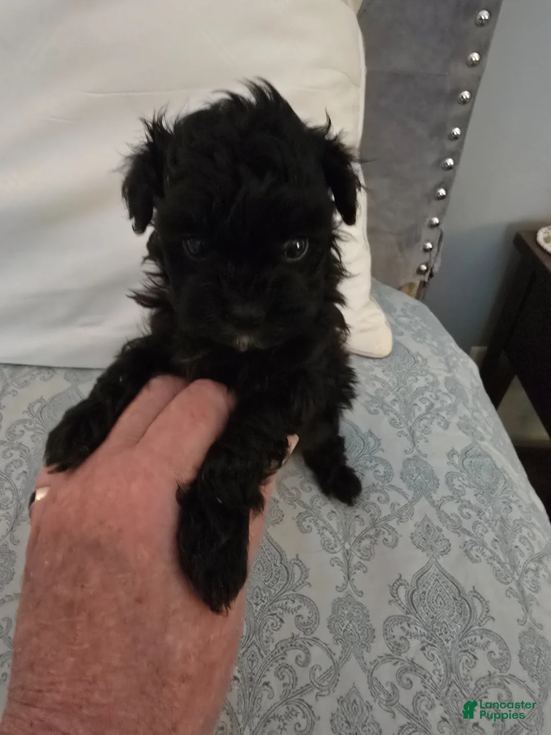 Maltipoo dogs for sale: Maltipoo Puppy 2 - Ad 1