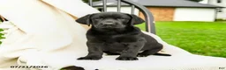 Labrador Retriever dogs for sale: Lillianna  - Ad 3