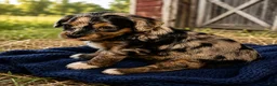 Bernedoodle dogs for sale: Star - Ad 13