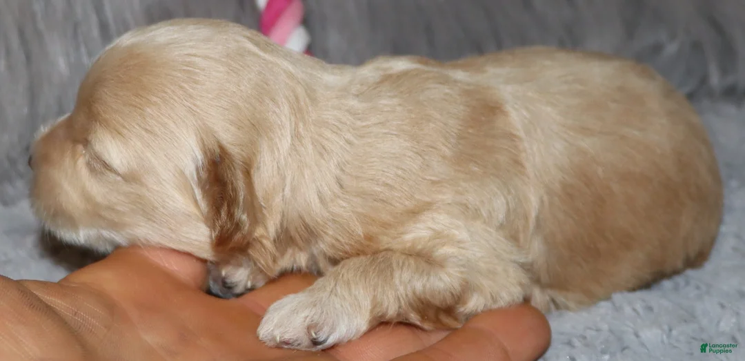 Havapoo dogs for sale: Addie 👨‍👨‍👦‍👦💞🐕Miniature - Ad 22