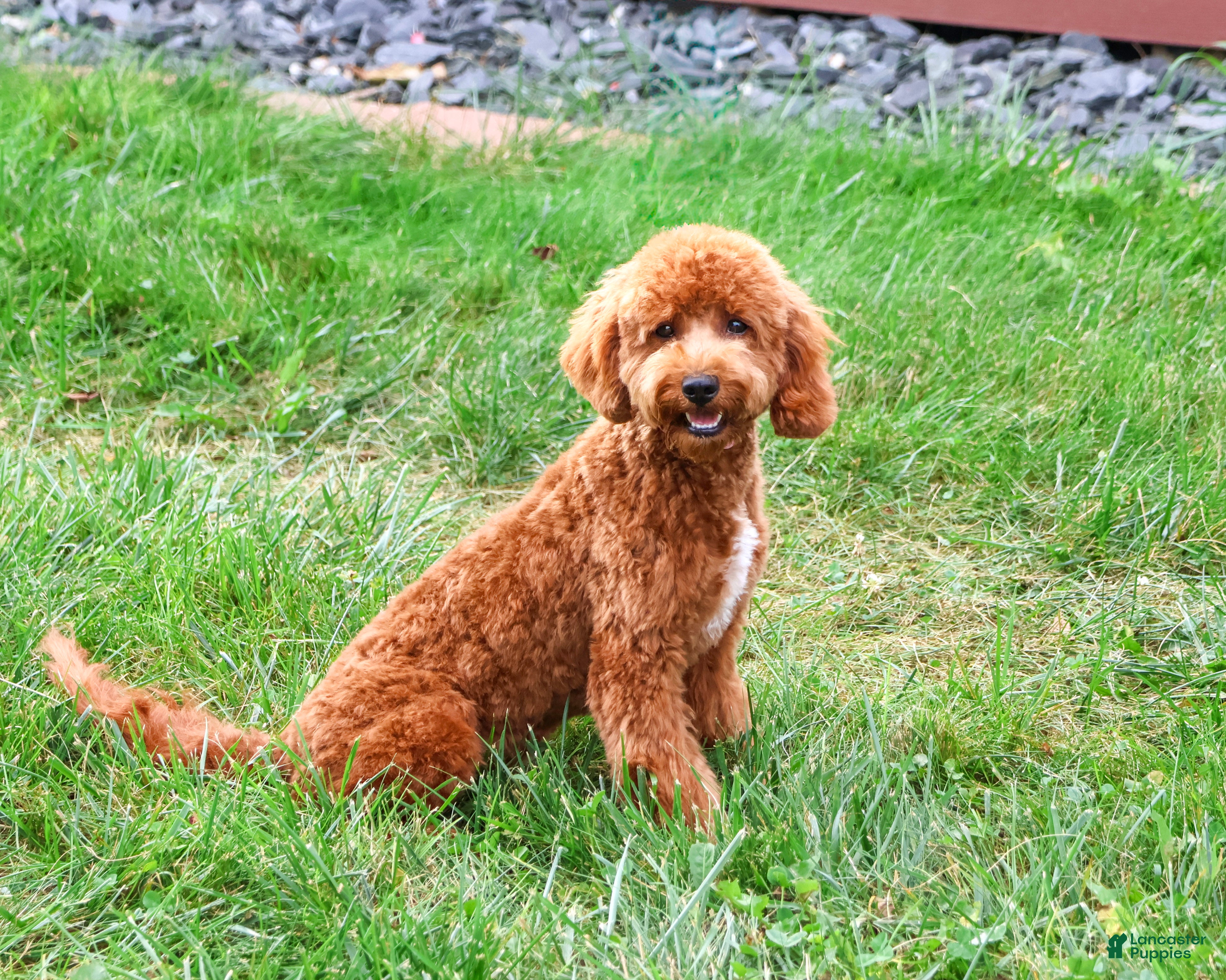 Cavapoo dogs Matilda - Ad 2