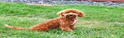 Cavapoo dogs for sale: Matilda - Ad 2