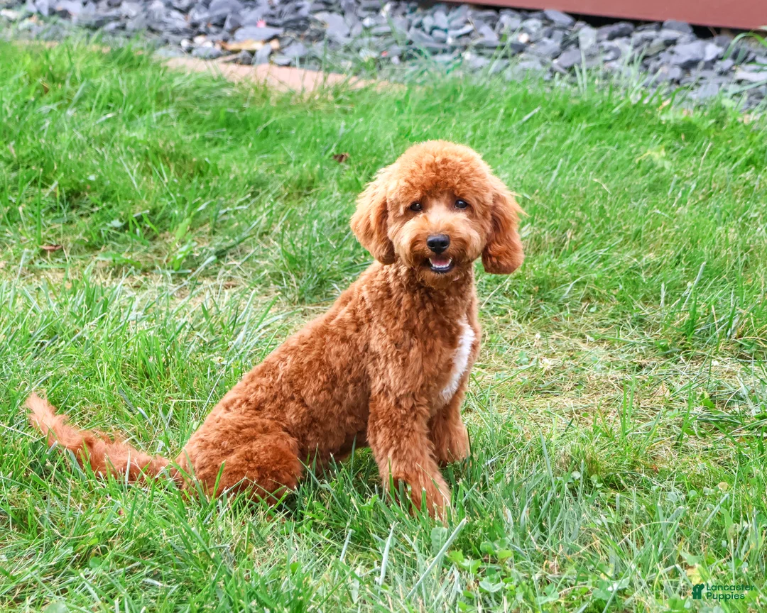 Cavapoo dogs for sale: Matilda - Ad 2