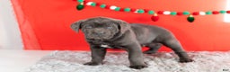 Cane Corso dogs for sale: Theo - Ad 4
