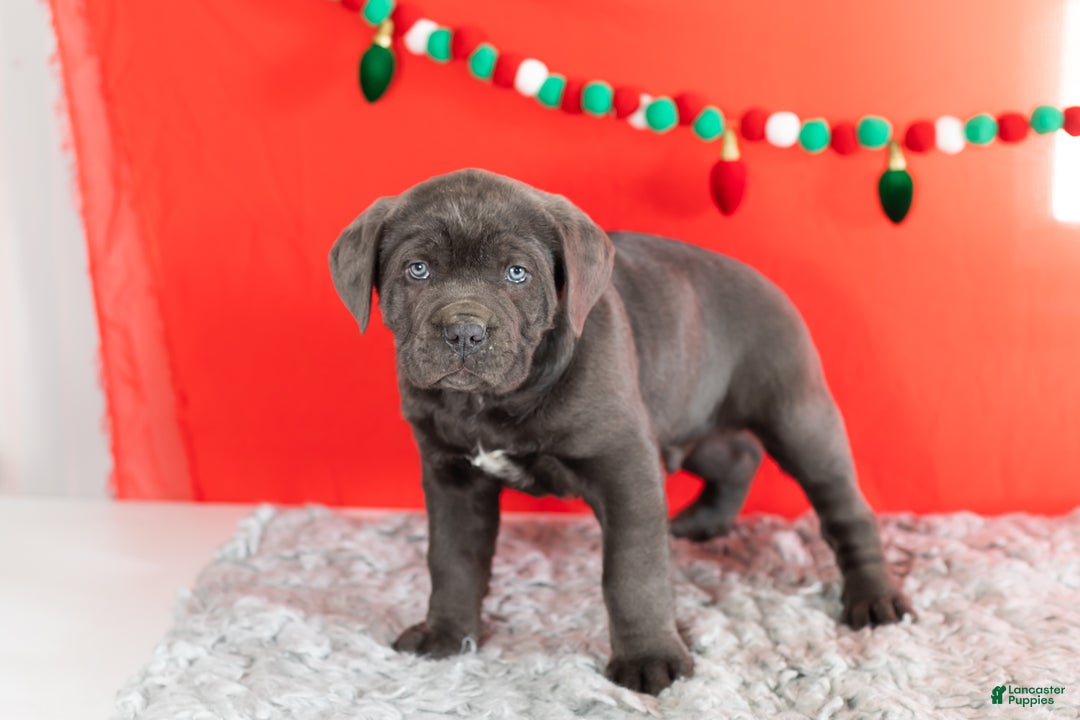 Cane Corso dogs for sale: Theo - Ad 4