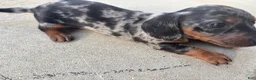 Miniature Dachshund dogs for sale: Miniature Dachshund 1 - Ad 2