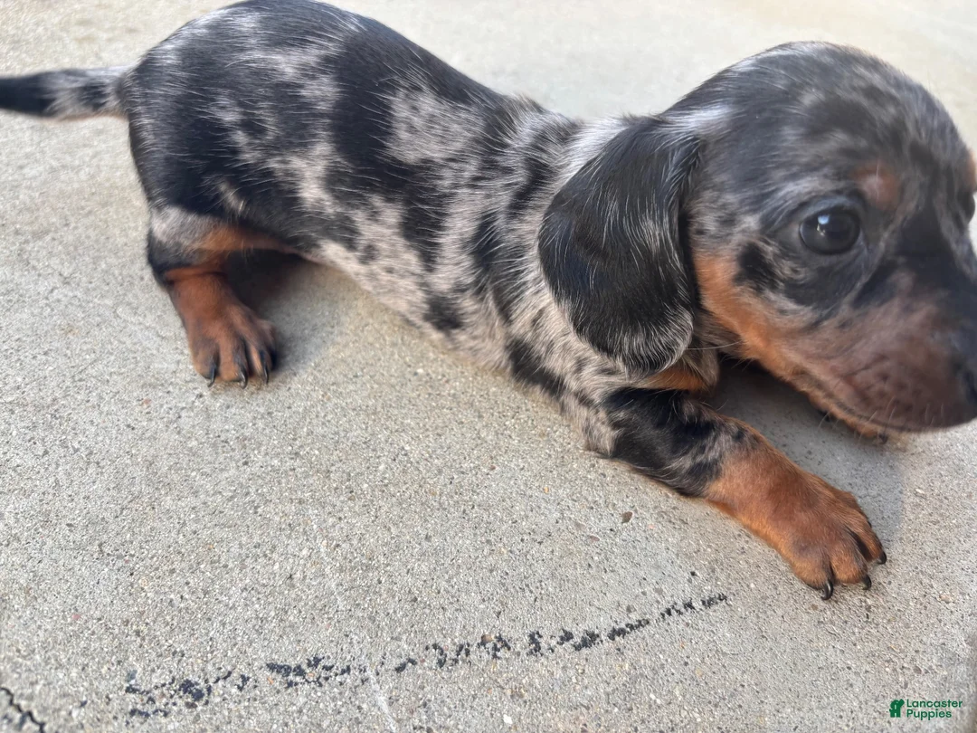 Miniature Dachshund dogs for sale: Miniature Dachshund 1 - Ad 2