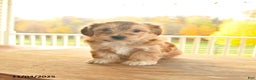 Yochon dogs for sale: Truffle  - Ad 8
