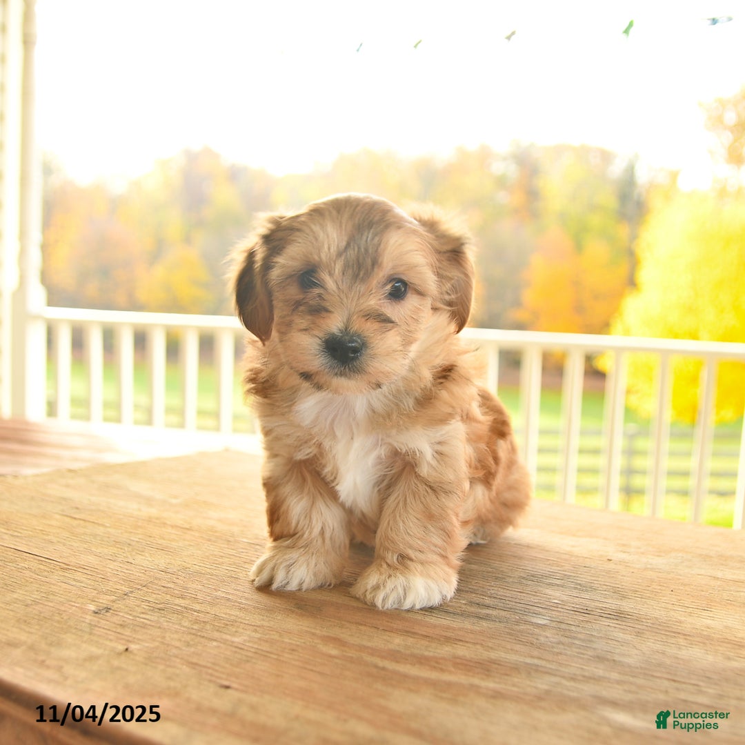 Yochon dogs for sale: Truffle  - Ad 8
