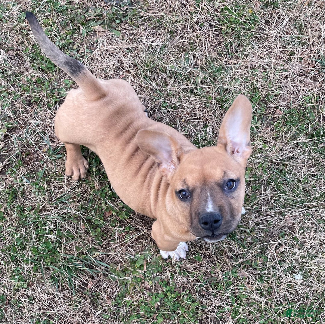 American Bully dogs for sale: Mocha - Ad 8