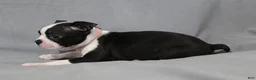 Boston Terrier dogs for sale: Chloe - Ad 6