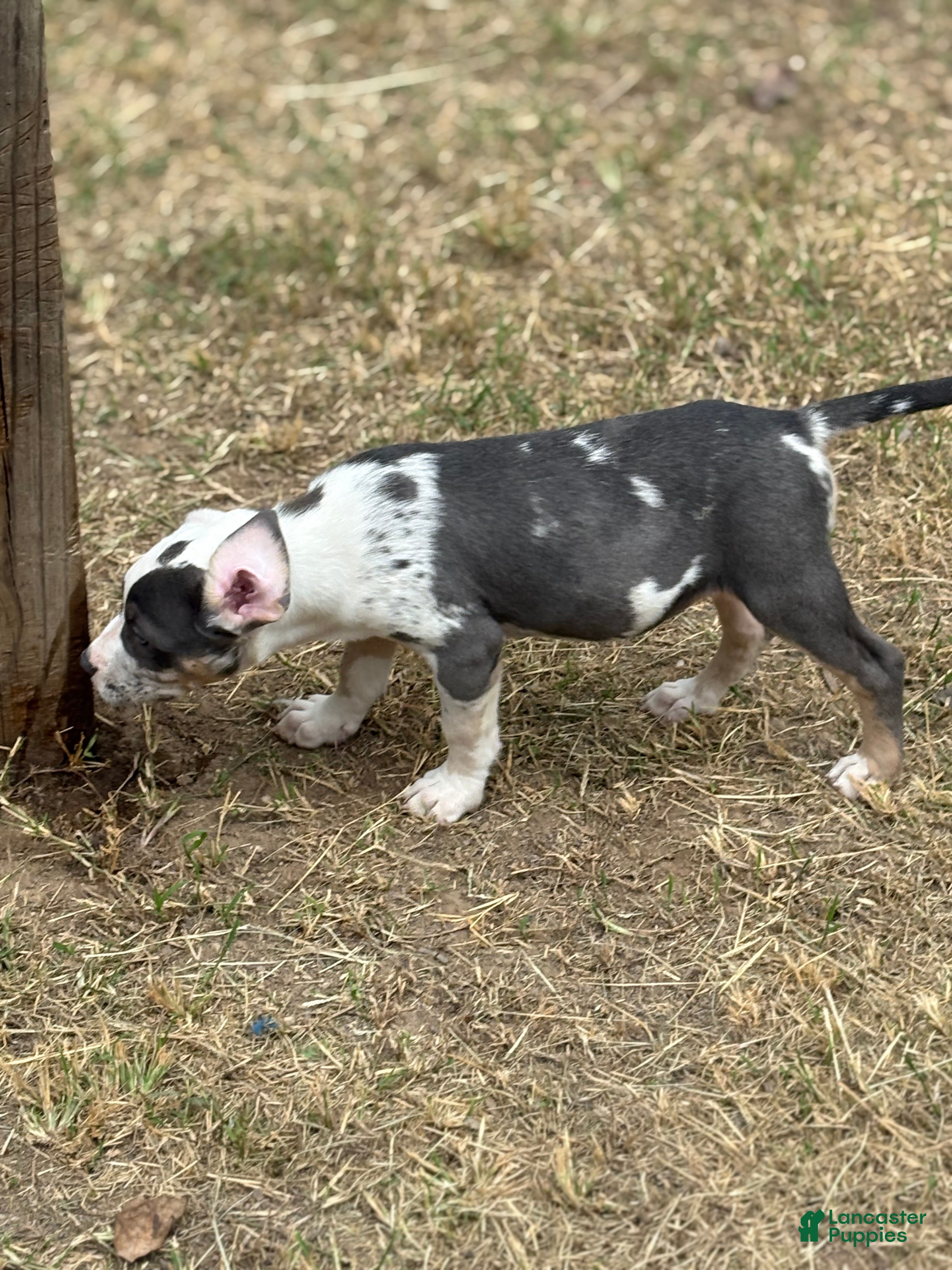 American Bully dogs Beauty - Ad 2