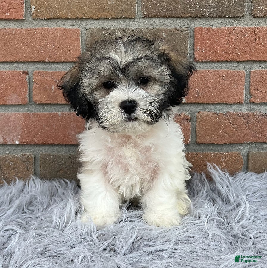 Teddy Bear dogs Lucky - Ad 1