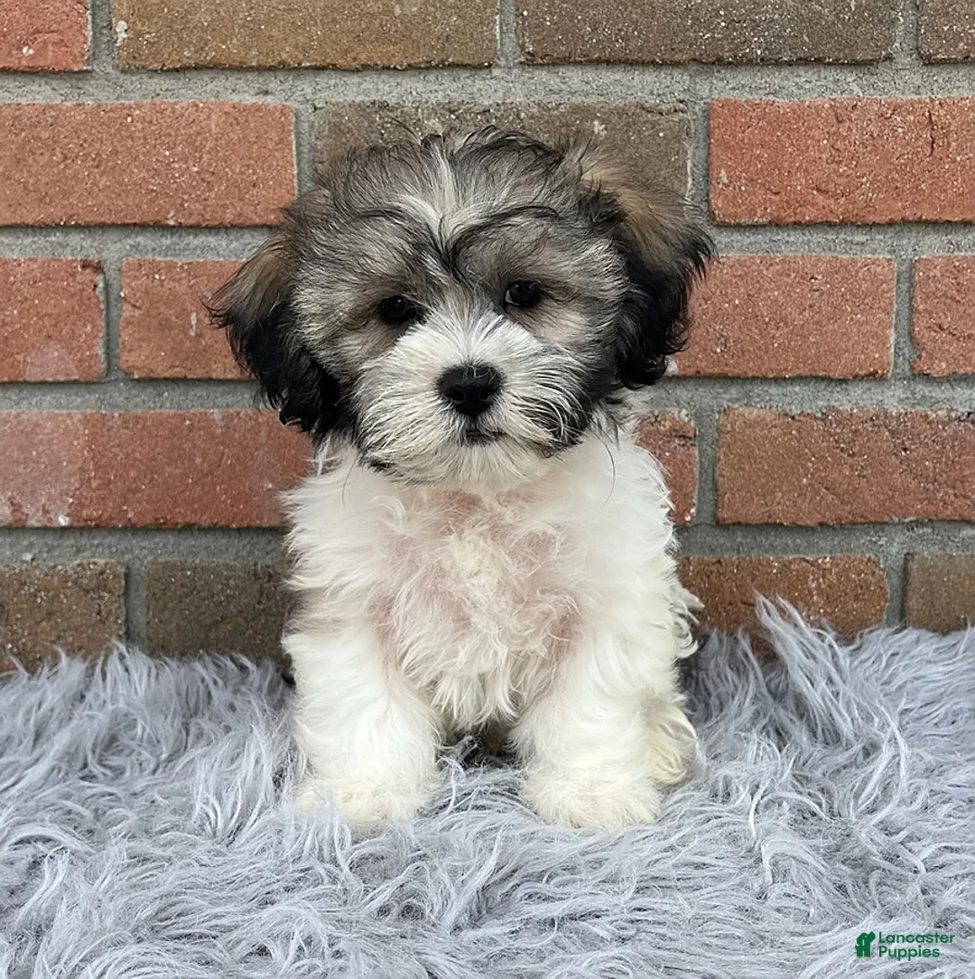 Teddy Bear dogs for sale: Lucky - Ad 1