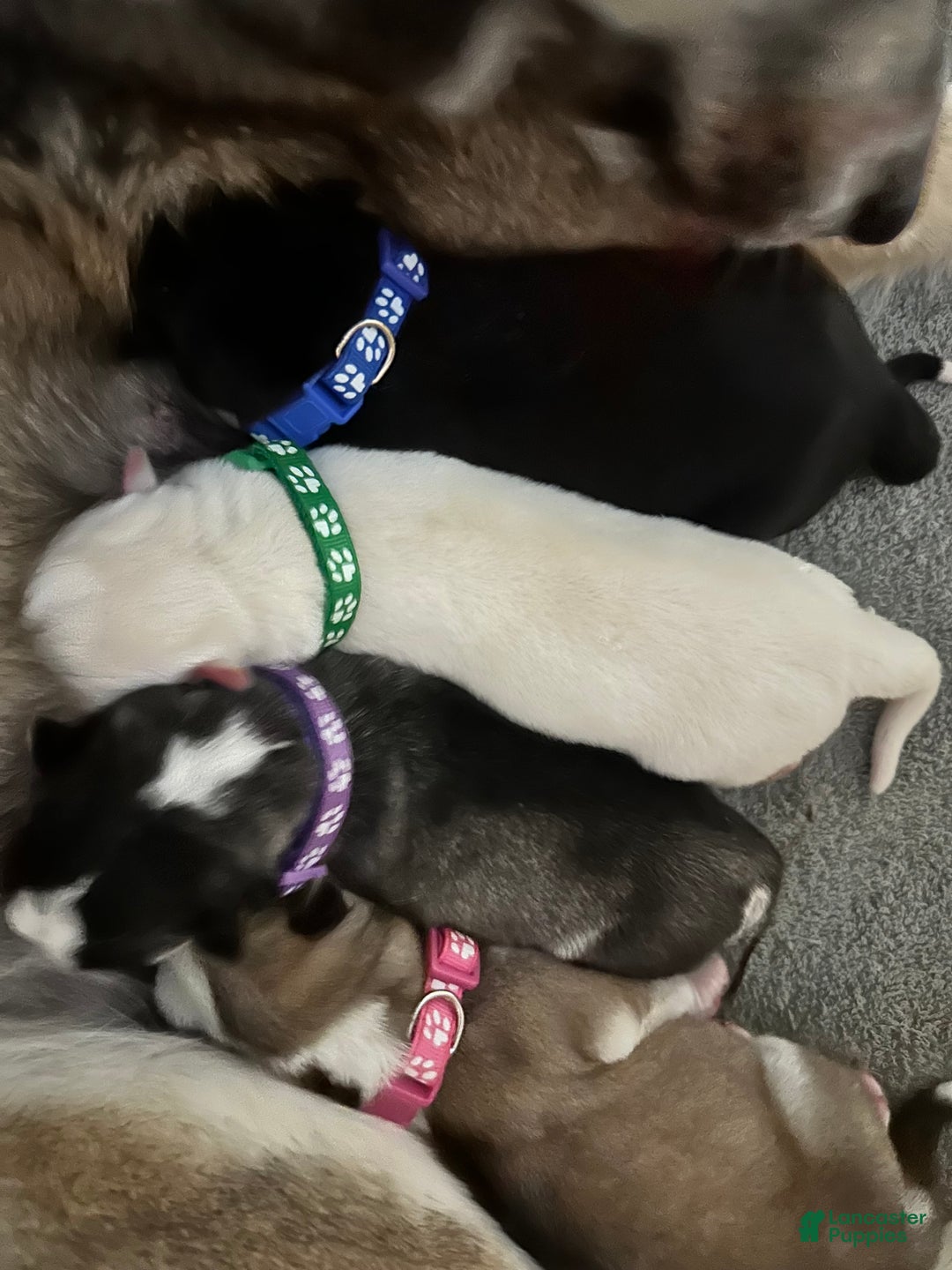 Siberian Husky dogs for sale: Ghost - Ad 10