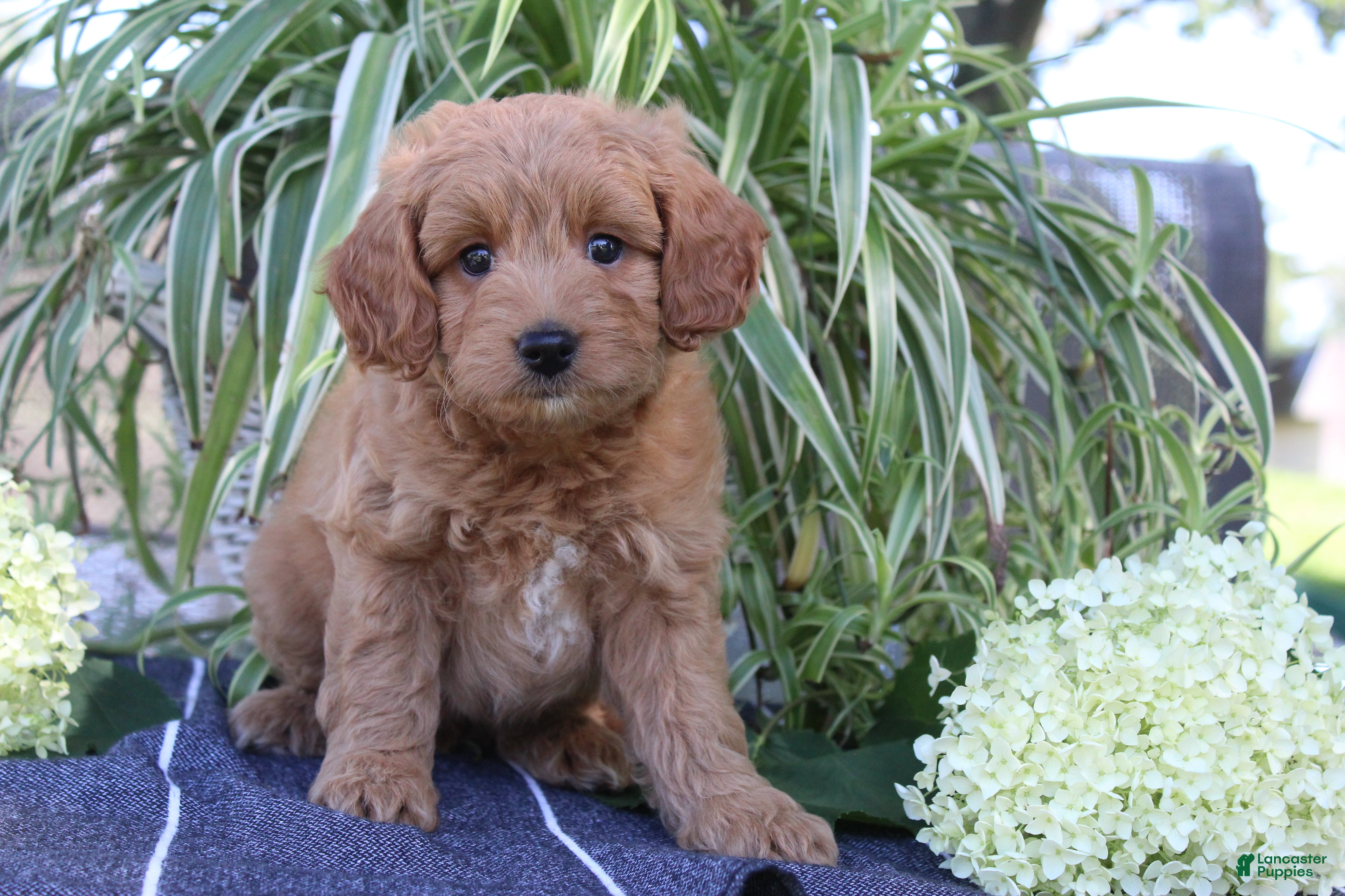 Mini Goldendoodle dogs Flurry - Ad 1