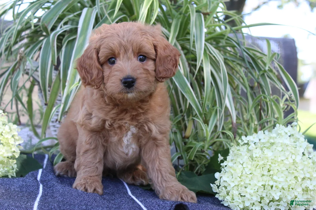 Mini Goldendoodle dogs for sale: Flurry - Ad 1