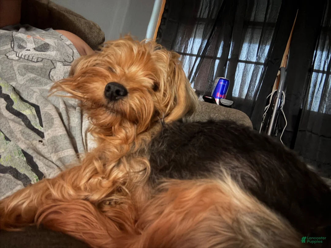 Yorkshire Terrier dogs for sale: Yorkshire Terrier Puppy 1 - Ad 2