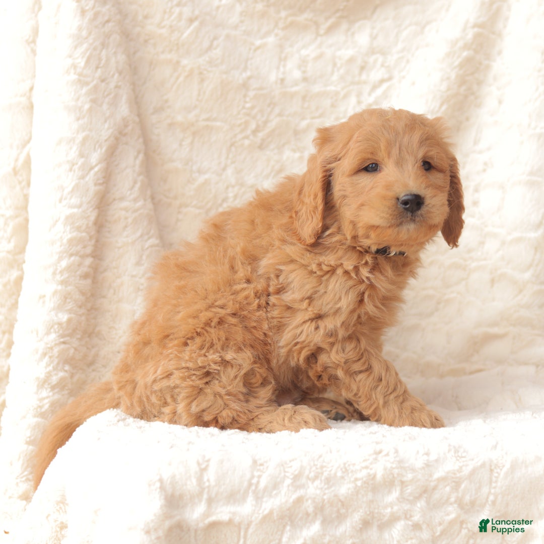 Mini Goldendoodle dogs for sale: Teddy - Ad 3