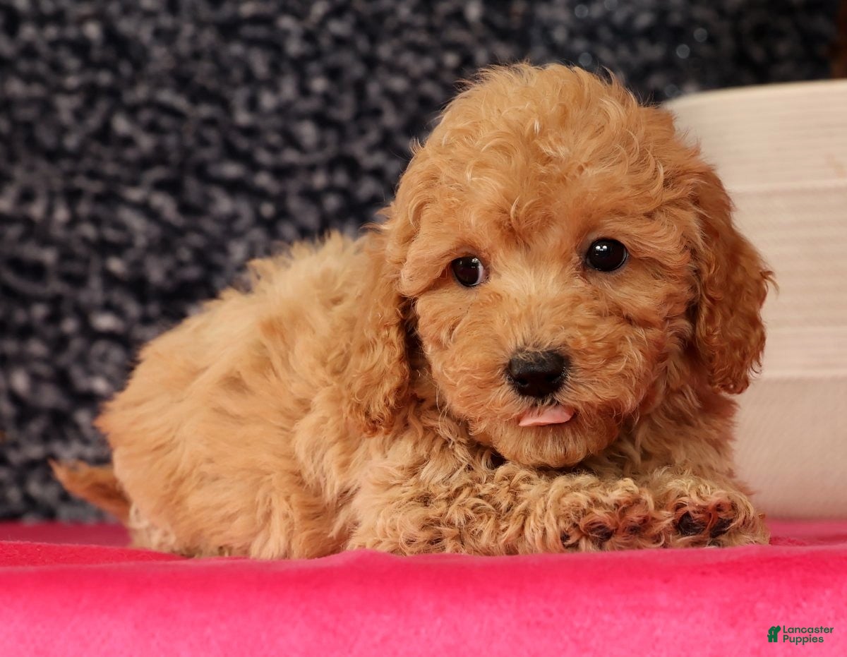 Bichpoo dogs Frisky - Ad 2