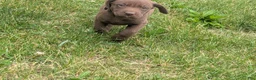 Labrador Retriever dogs for sale: Chocolate Male (Black) - Ad 4