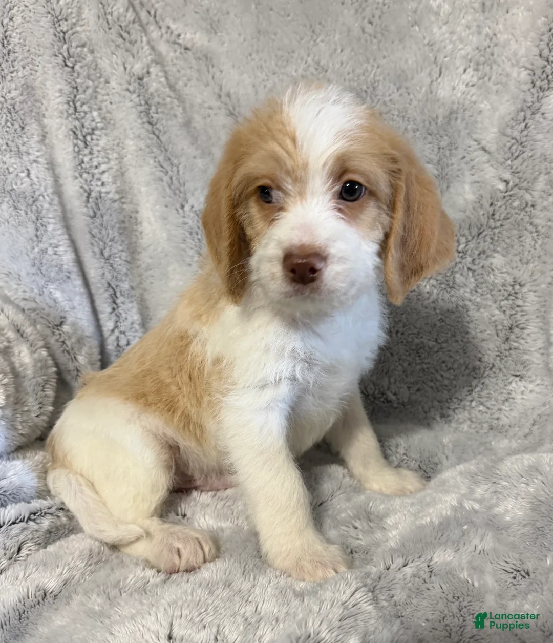 Mixed Breed dogs for sale: Benji - Ad 5