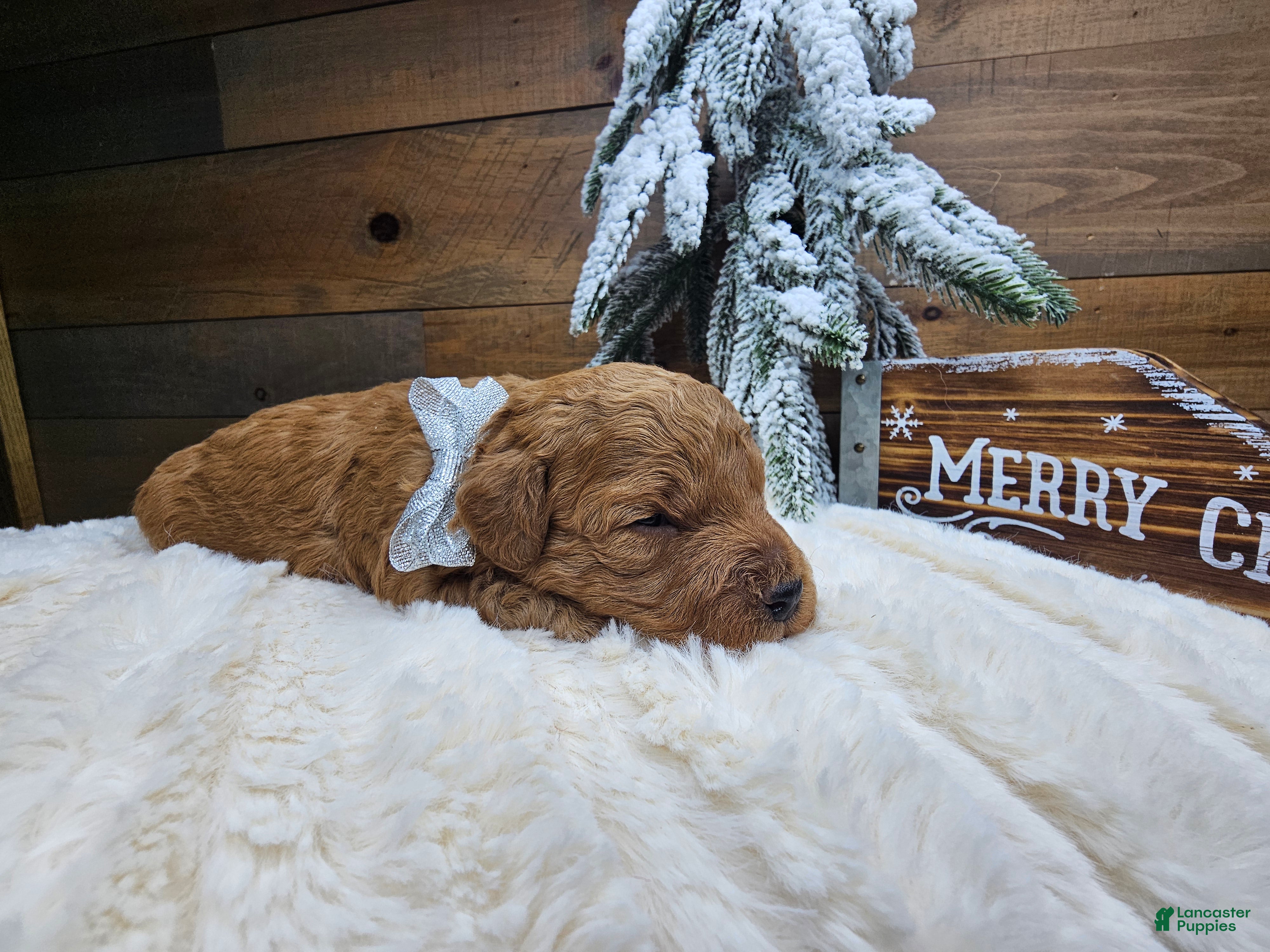 Mini Goldendoodle dogs Dasher - Ad 19