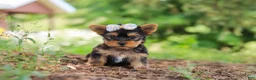 Yorkshire Terrier dogs for sale: Fiona - Ad 5