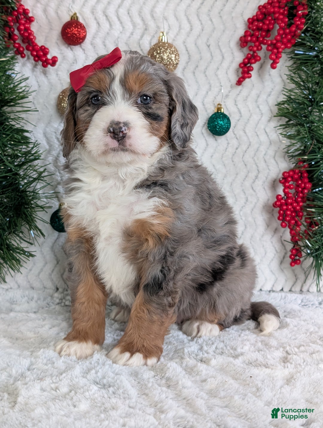 Mini Bernedoodle dogs for sale: Mini Darcy  - Ad 13