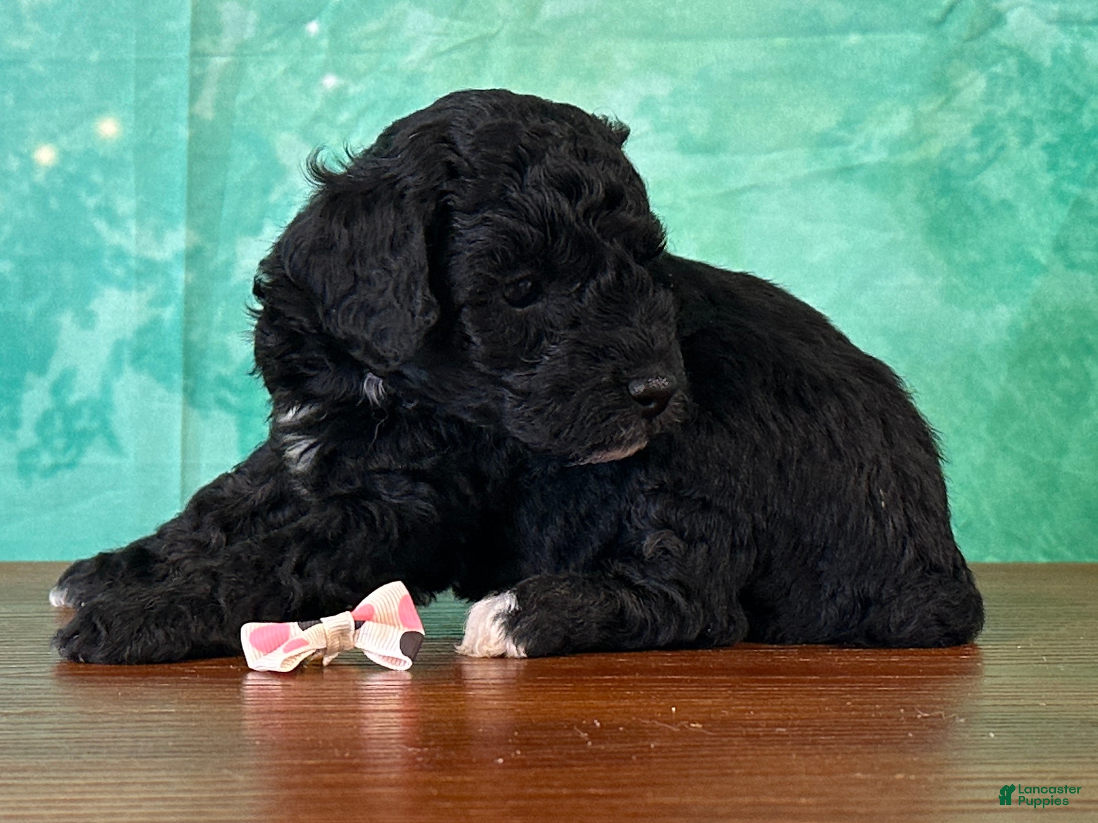 Miniature Poodle dogs Mulan - Ad 2