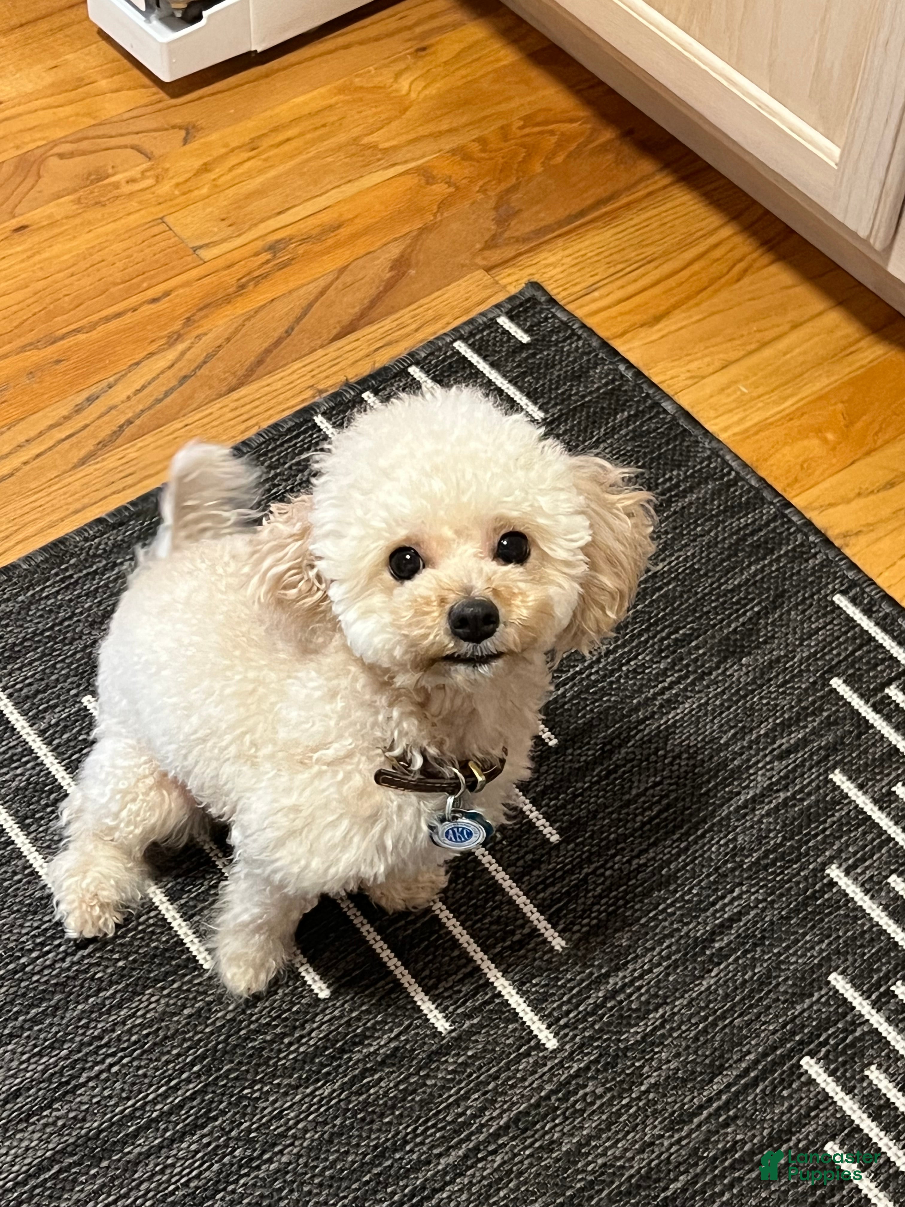 Toy Poodle dogs Prada - Ad 2