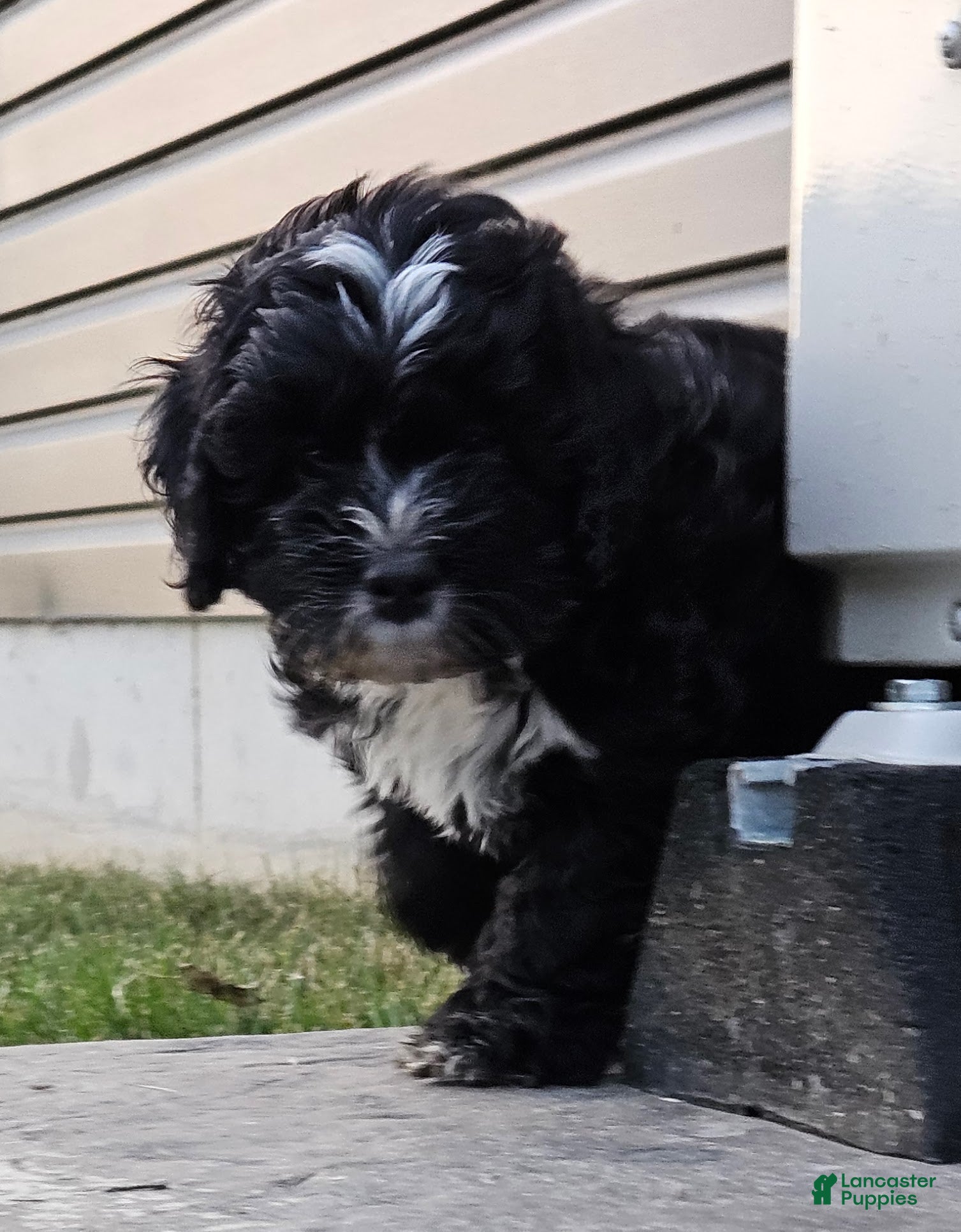 Mini Bernedoodle dogs Carrie - Ad 1