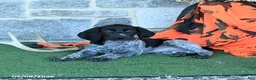 German Shorthaired Pointer dogs for sale: Rose  - Ad 3