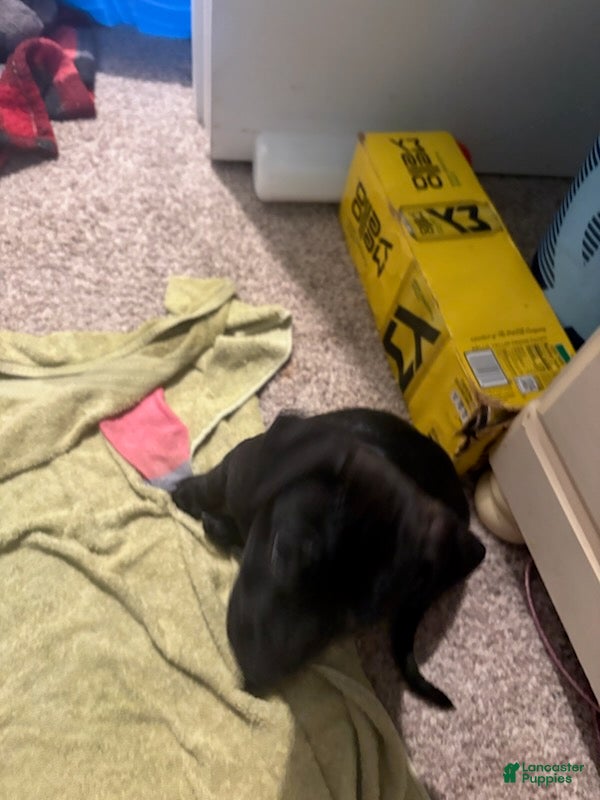American Pit Bull Terrier dogs Princess - Ad 1