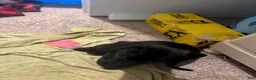 American Pit Bull Terrier dogs for sale: Princess - Ad 1
