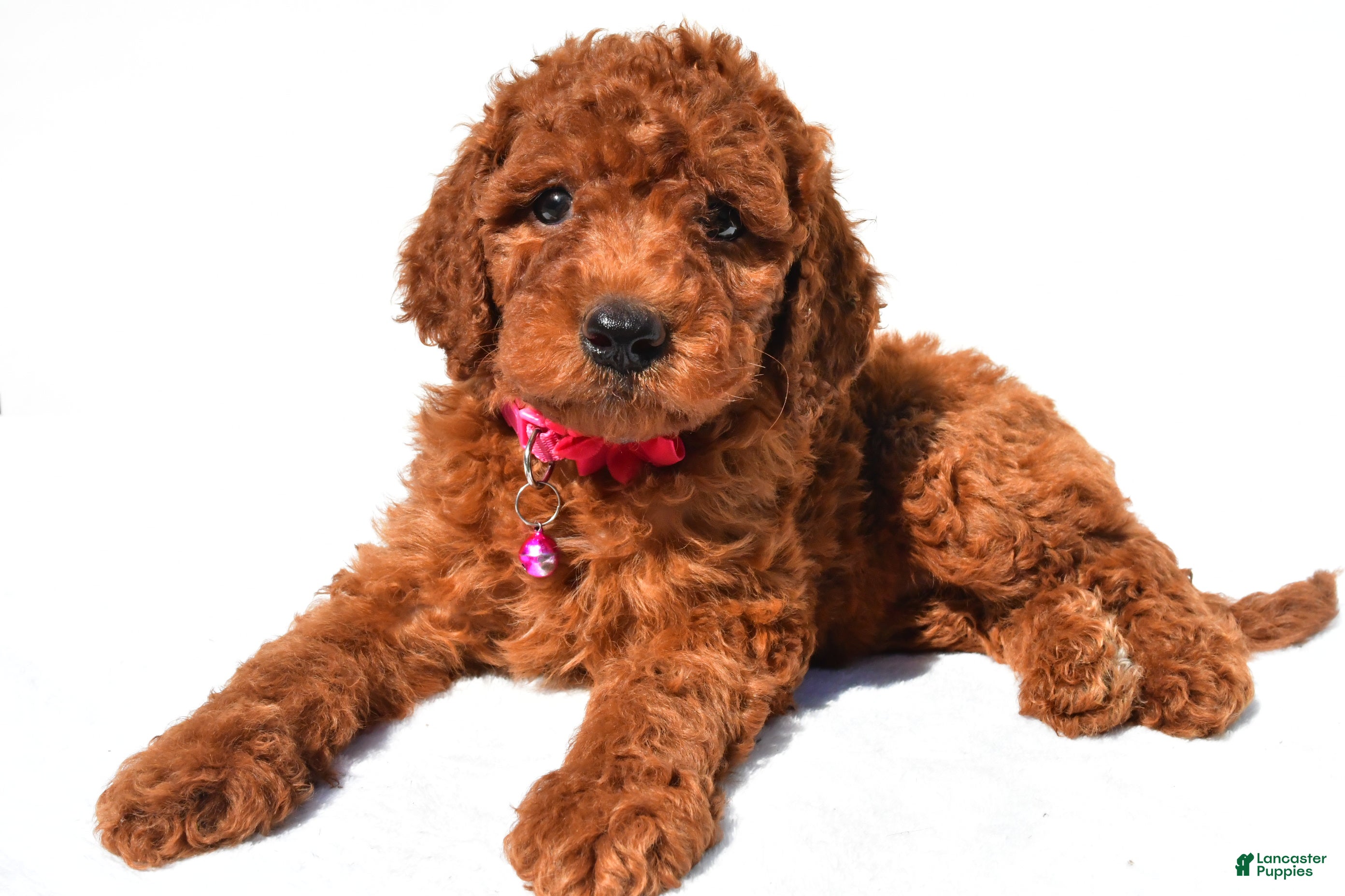 Standard Poodle dogs Abigail - Ad 1