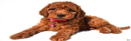 Standard Poodle dogs for sale: Abigail - Ad 1