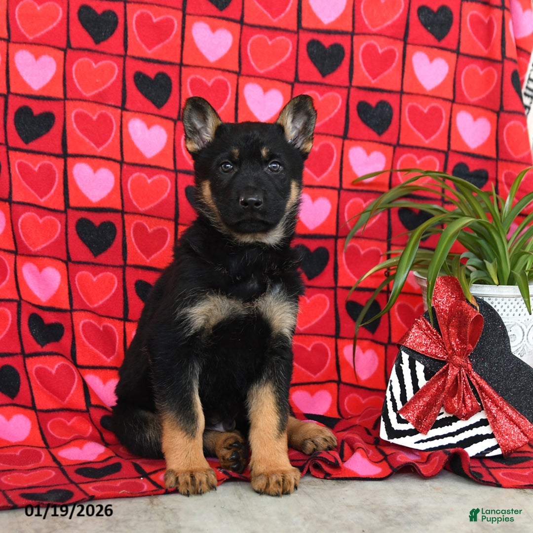 German Shepherd dogs for sale: Quaker - Ad 1