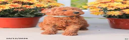Miniature Poodle dogs for sale: Ray - Ad 8