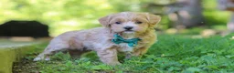 Maltipoo dogs for sale: Norris - Ad 5
