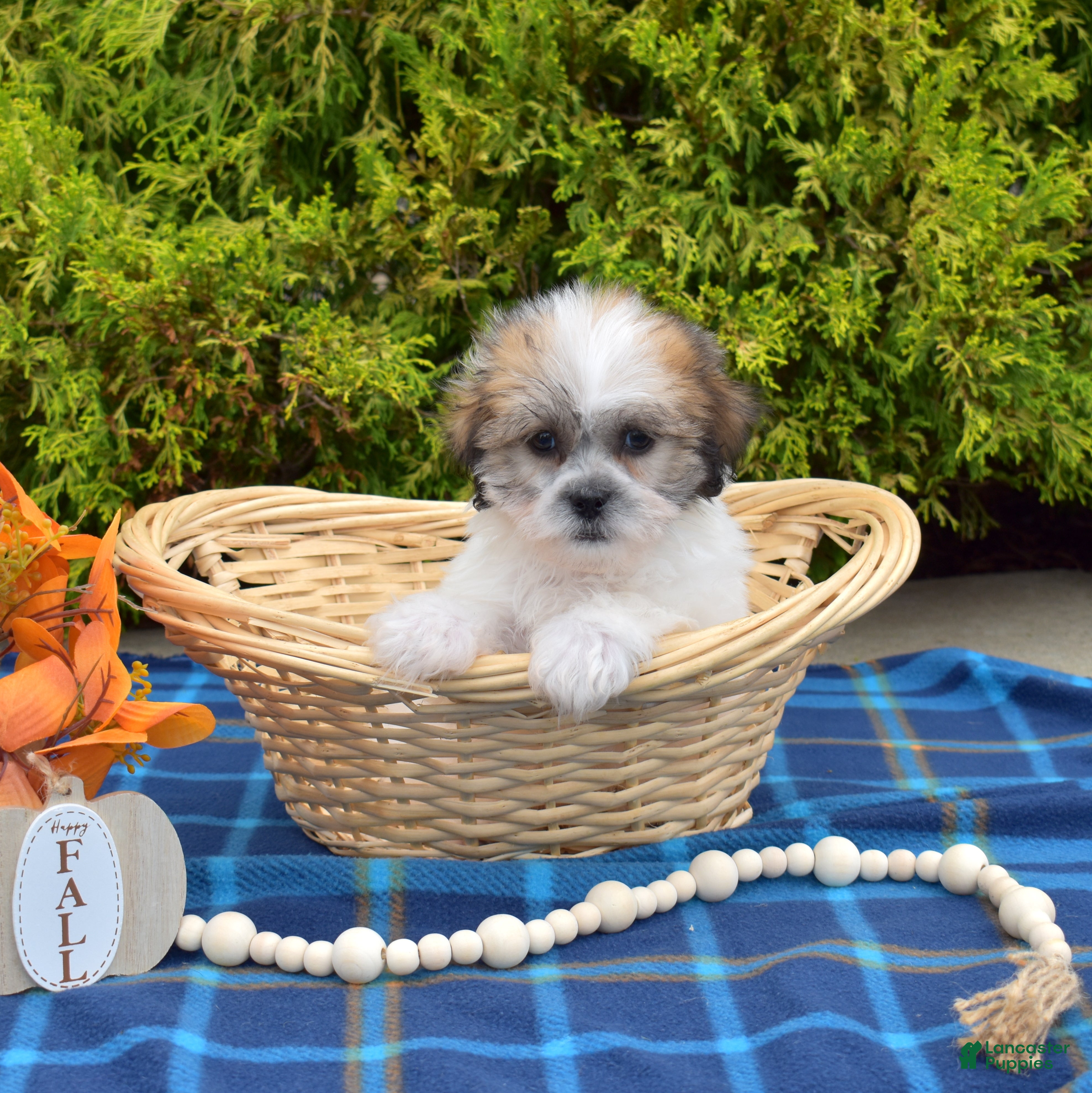 Teddy Bear dogs Birch - Ad 1