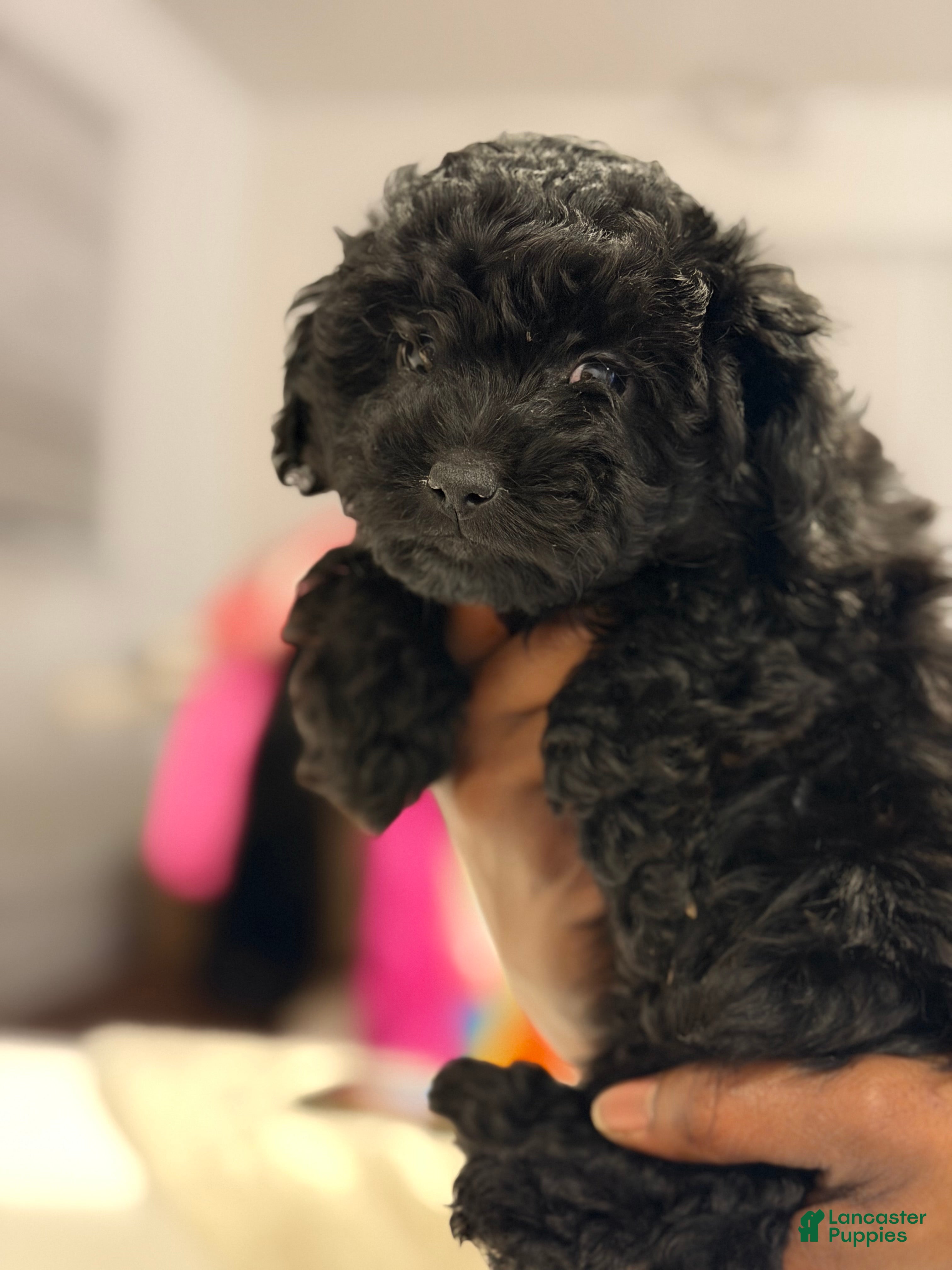 Shihpoo dogs Button  - Ad 2