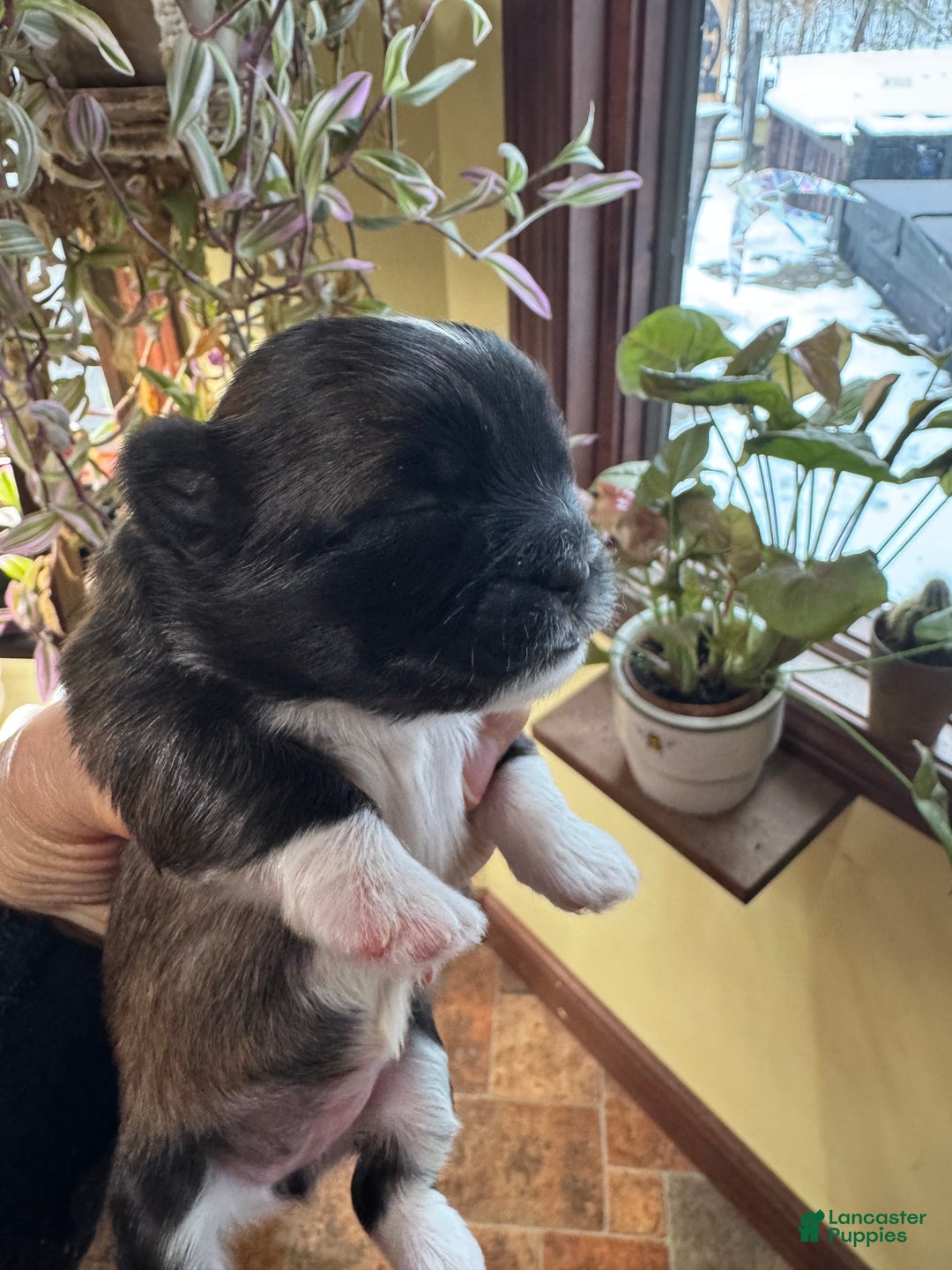 Shih Tzu dogs for sale: Barbie - Ad 2